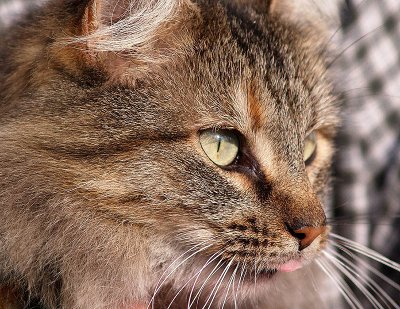 Tilly the Cat (my Dad's)