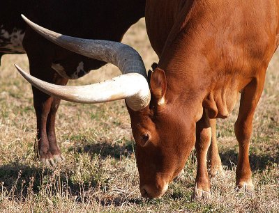 Long Horned Cattle