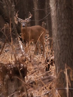 Healthy Big Buck