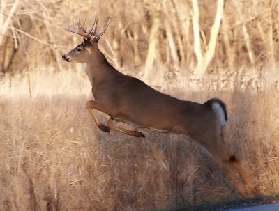 Leaping Buck