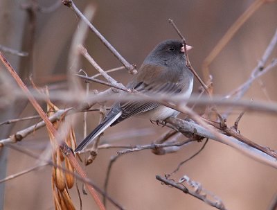 Little Bird Freezing Cold