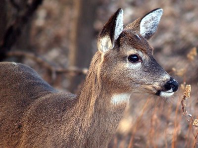 One of This Years Fawns All Grown Up