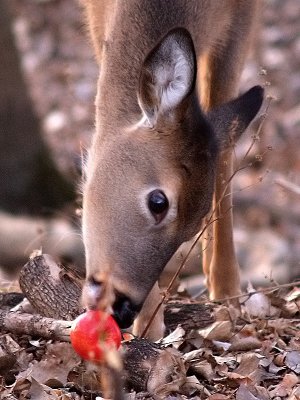 Doe With an Apple