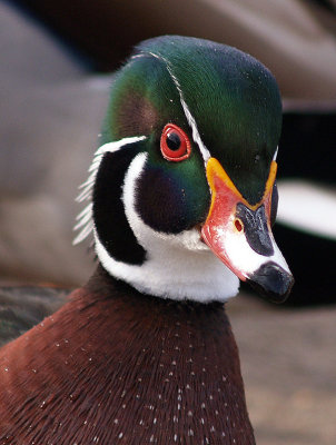 Woody the Woodduck