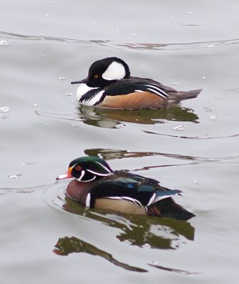 Woody and a Hooded Merganser