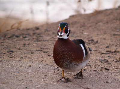 He Can Waddle Pretty Fast