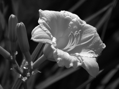 Summer Flower