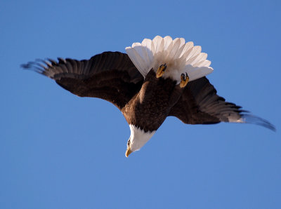 Eagle as Seen By Lucky Duck.jpg