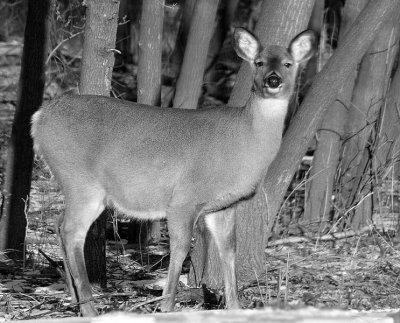 First BW Deer Photo