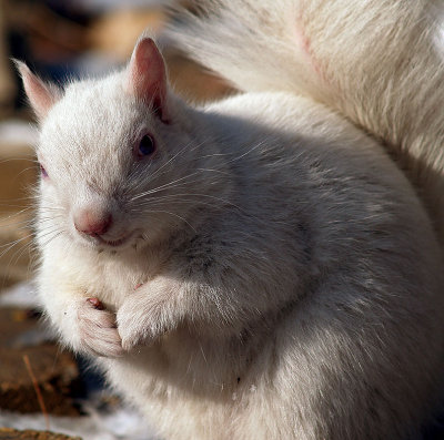Female Albino Squirrel 6.jpg