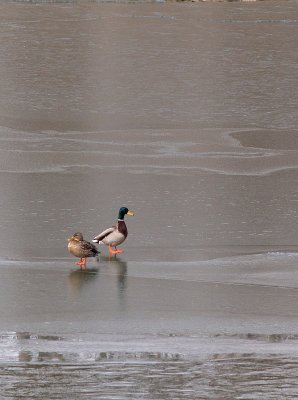 On the Icy River