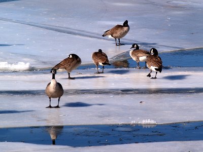 Geese On the River Ice