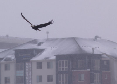 Bald Eagle in Saint Paul Downtown