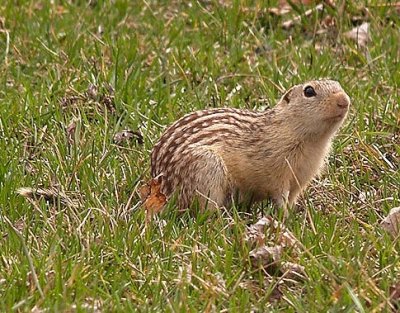 Little Stripped Gopher