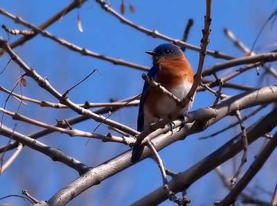 Eastern Bluebird2.jpg