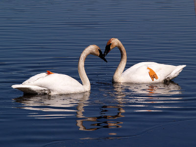 Trumpeter Swans