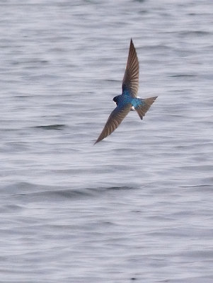 Tree Swallow