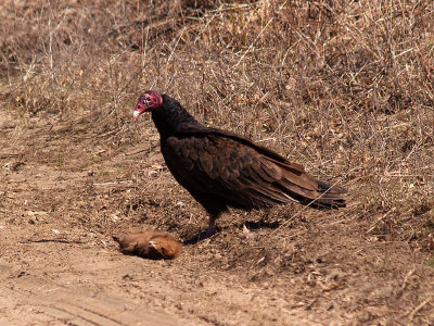Turkey Vulture With Lunch 2.jpg