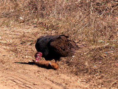 Turkey Vulture With Lunch.jpg