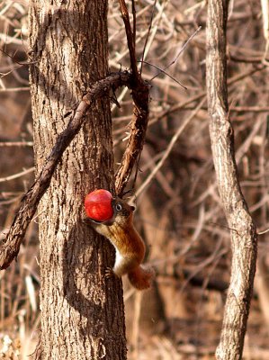 Crazy Red Squirrel.jpg