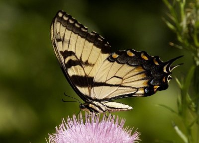 Tiger Swallowtail on Thistle