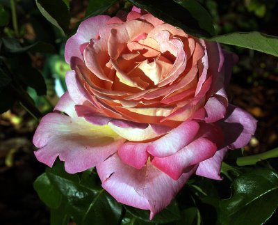 Anita's Rose