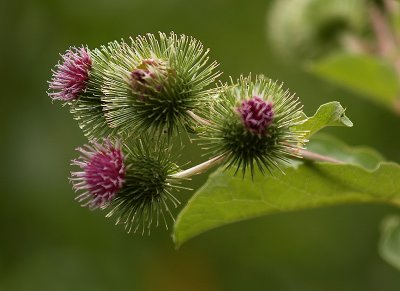 CockleBurrs In Bloom