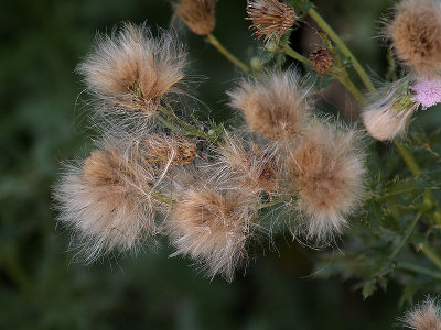 Going to Seed
