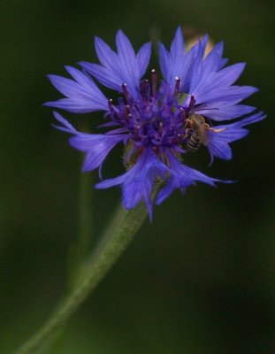 A Very Tiny Flower with a Very Tiny Bee