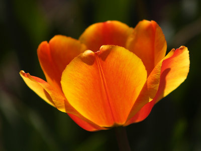 Yellow-Orange Tulip