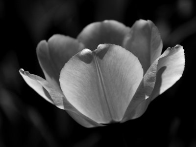 Tulip In BW