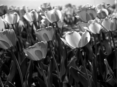 Tulips Blowing in the Breeze