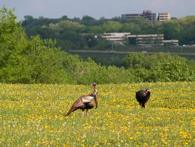 Turkeys In the Burbs.jpg