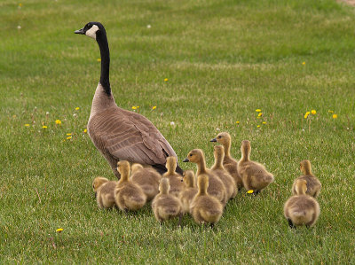 Momma With the Goslings.jpg