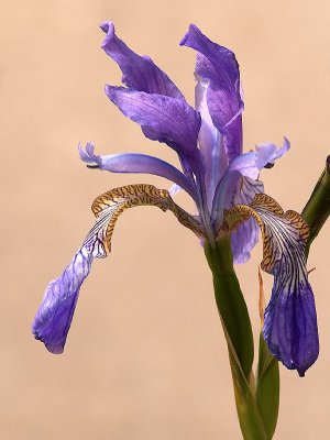 Dainty Iris.jpg