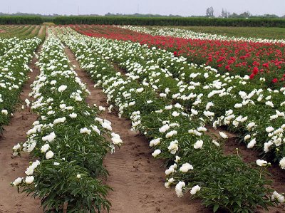 Peonies Peonies and More Peonies.jpg