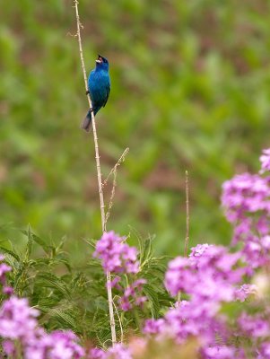 Singing a Flower Song.jpg