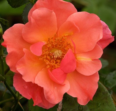 Peach n Yellow Tea Rose.jpg