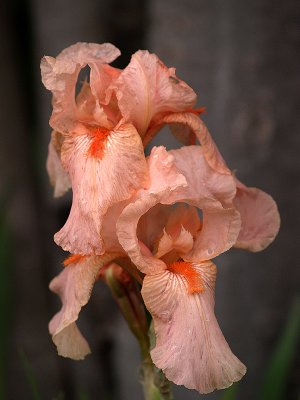 Peachy Iris 2.jpg
