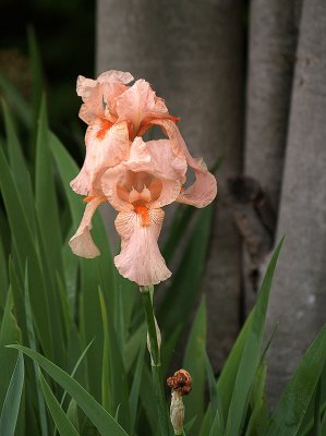 Peachy Iris.jpg