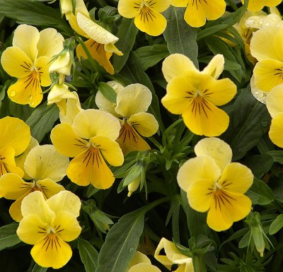 Tiny Yellow Flowers.jpg