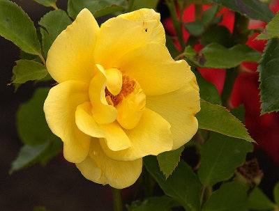 Yellow Tea Rose w Friend.jpg