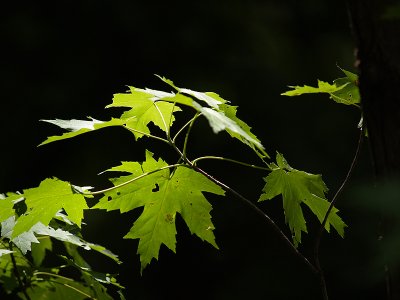 Dappled Leaves in the Woods