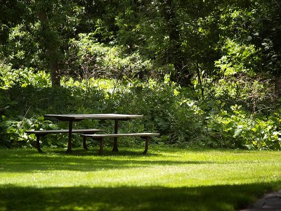 Picnic in the Woods