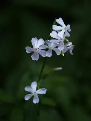 Dainty Little Woodland Flowers
