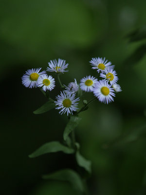 Mini Bouquet