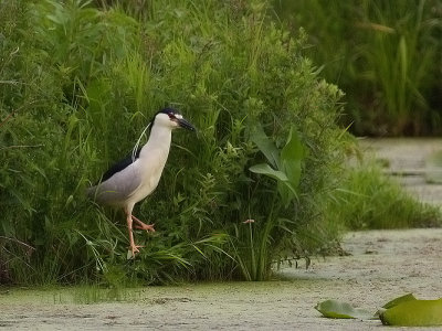 Black Crowned Night Heron3_1