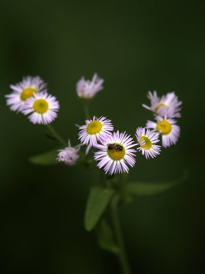 little tiny flowers and fly