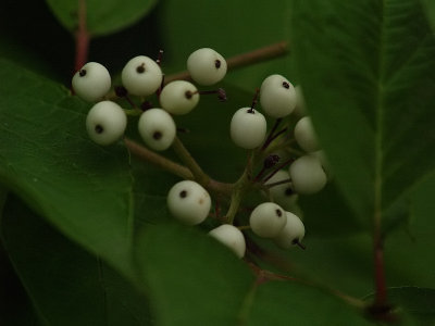 Unripe Tiny Berries_1