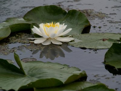 Water Lily Snelling Lake